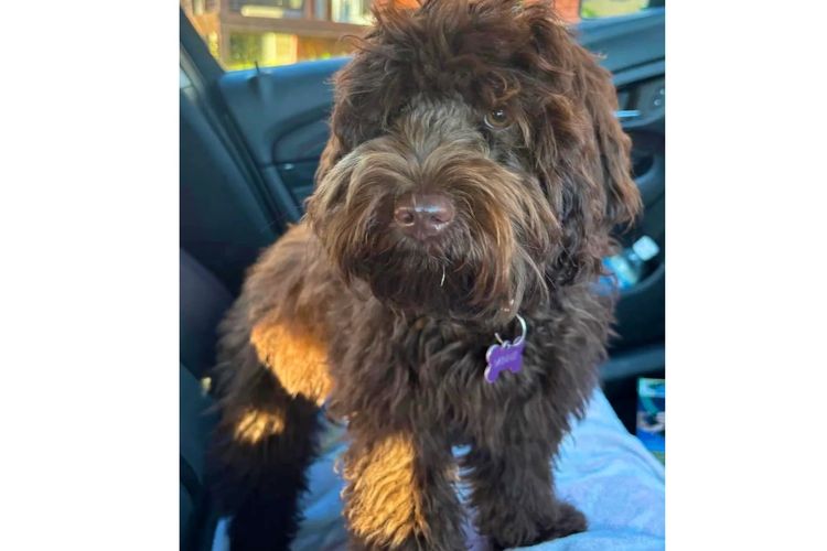 Pawfect Toy Spoodles NSW