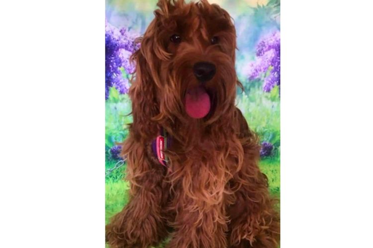 Pawfect Toy Spoodles NSW