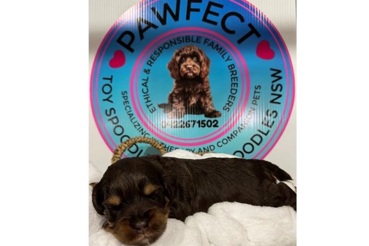 Pawfect Toy Spoodles NSW