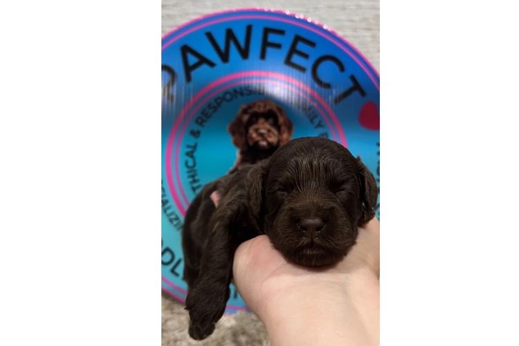 Pawfect Toy Spoodles NSW