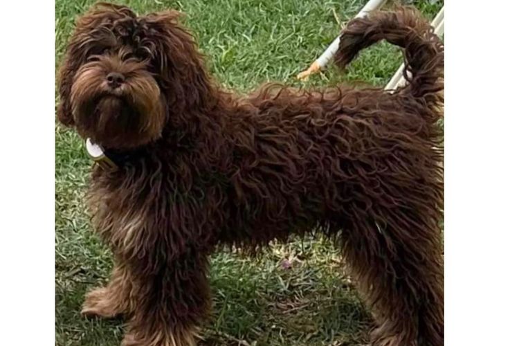 Pawfect Toy Spoodles NSW