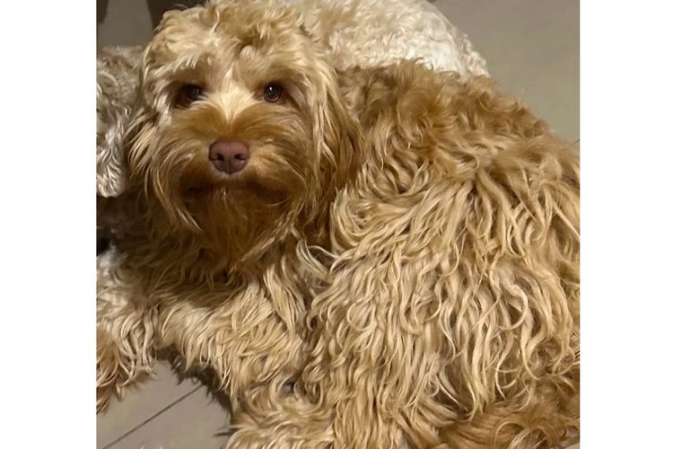Pawfect Toy Spoodles NSW
