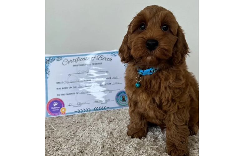Pawfect Toy Spoodles NSW