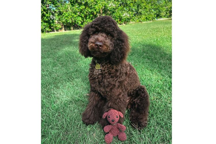 Pawfect Toy Spoodles NSW