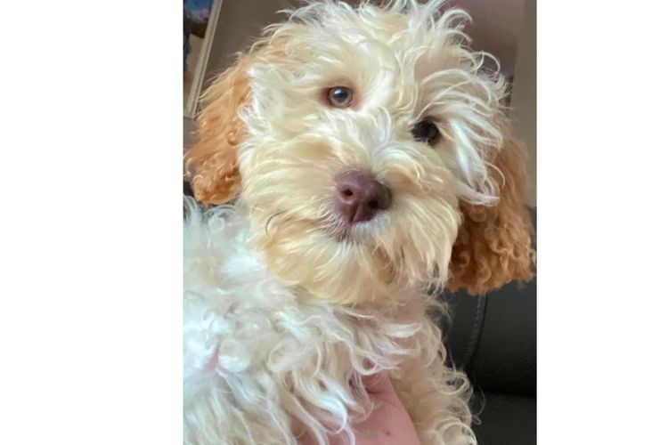 Pawfect Toy Spoodles NSW