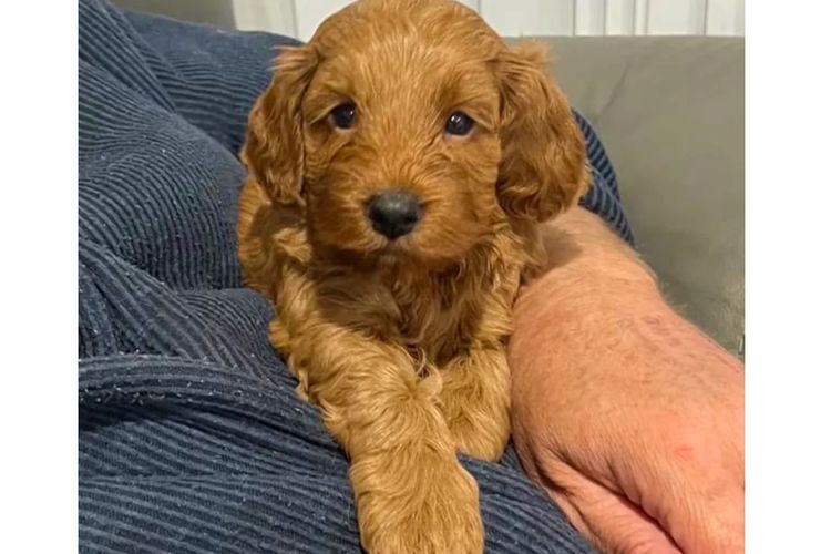 Pawfect Toy Spoodles NSW