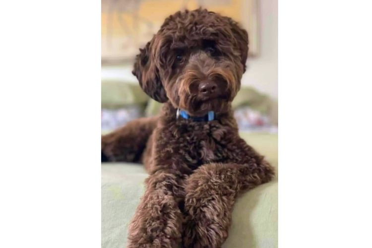 Pawfect Toy Spoodles NSW