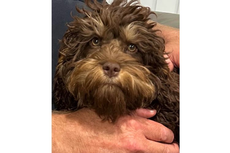 Pawfect Toy Spoodles NSW