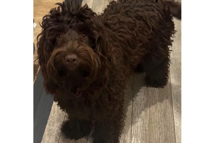 Pawfect Toy Spoodles NSW