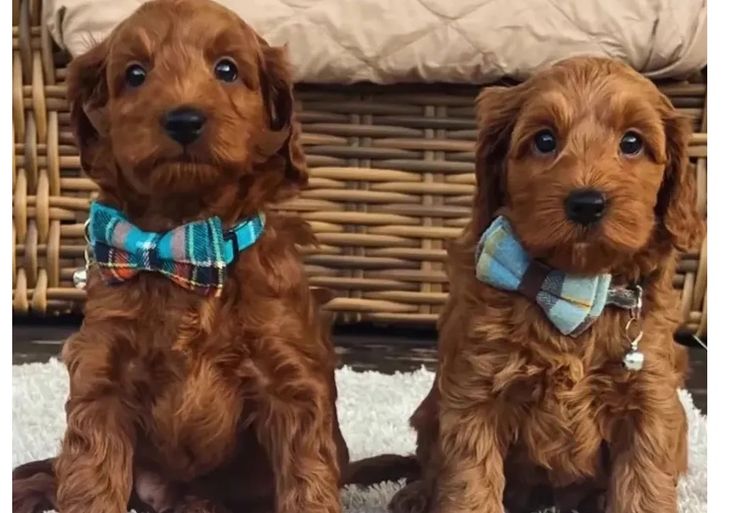 Pawfect Toy Spoodles NSW