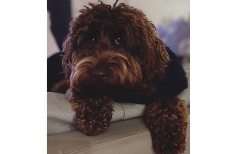 Pawfect Toy Spoodles NSW