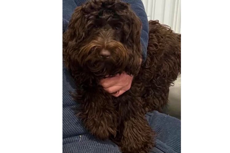 Pawfect Toy Spoodles NSW