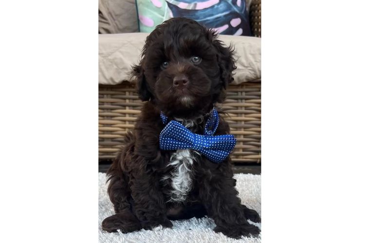 Pawfect Toy Spoodles NSW