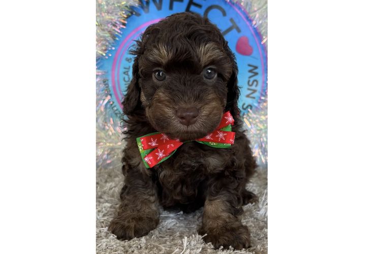 Pawfect Toy Spoodles NSW