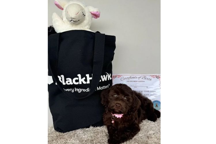 Pawfect Toy Spoodles NSW