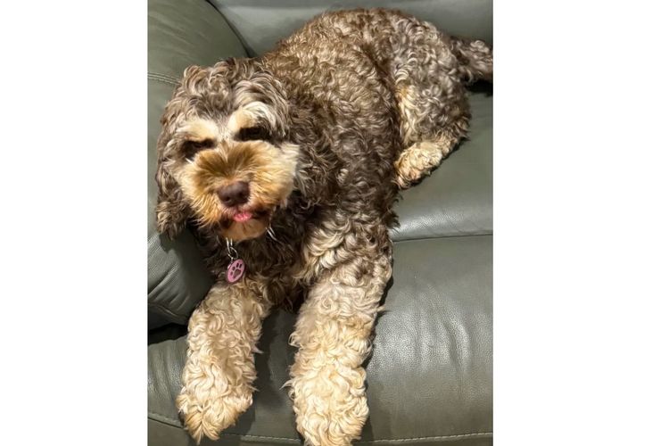 Pawfect Toy Spoodles NSW