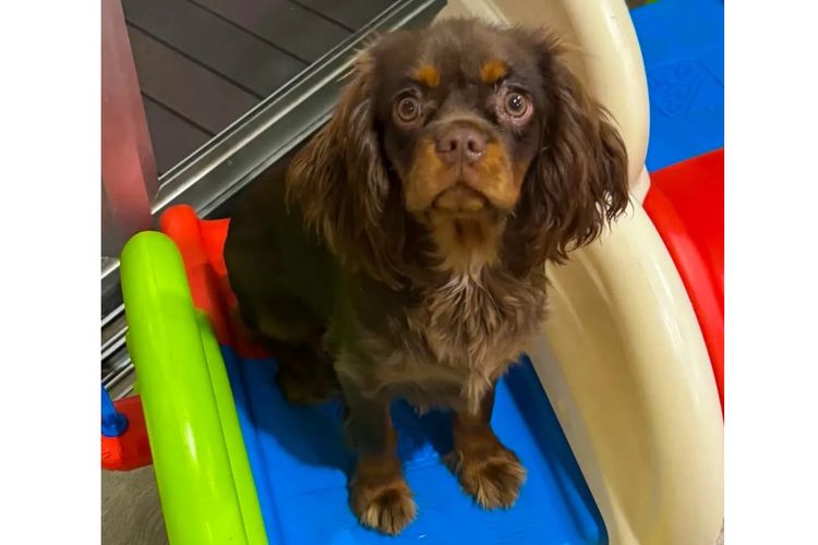 Pawfect Toy Spoodles NSW