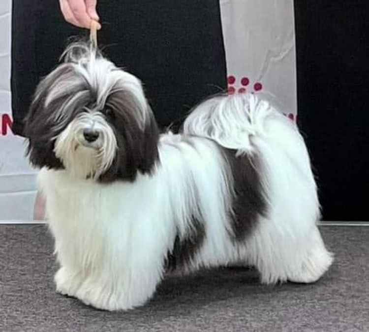 Ananda Havanese