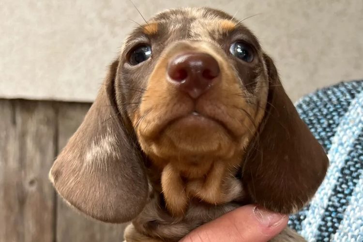 Linhope Miniature Dachshunds
