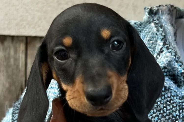 Linhope Miniature Dachshunds