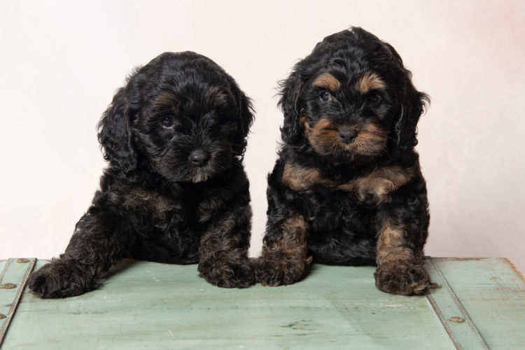 King Cavoodles