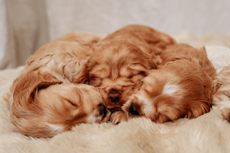 Glen Lodge Cocker Spaniels