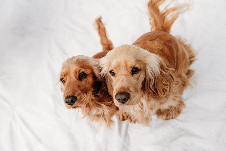 Glen Lodge Cocker Spaniels