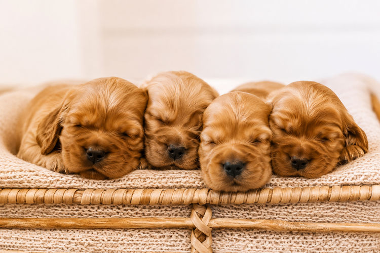 Glen Lodge Cocker Spaniels
