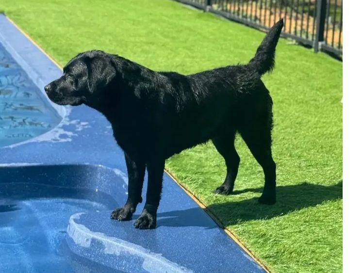 Alunaheart Labradors (ANKC Registered DogsWest 6100068994)