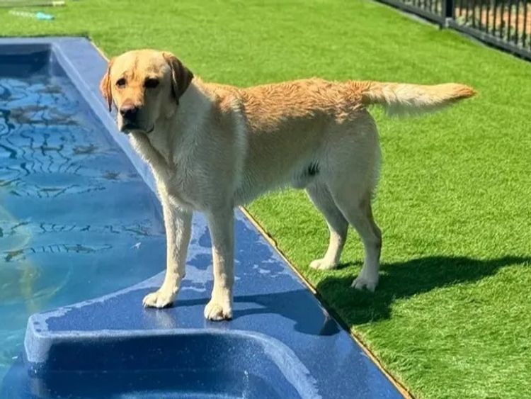 Alunaheart Labradors (ANKC Registered DogsWest 6100068994)