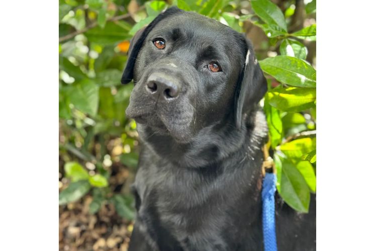 Alunaheart Labradors (ANKC Registered DogsWest 6100068994)
