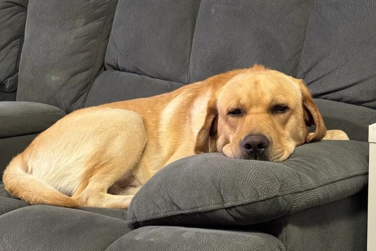 Alunaheart Labradors (ANKC Registered DogsWest 6100068994)