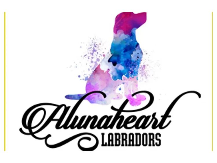 Alunaheart Labradors (ANKC Registered DogsWest 6100068994)