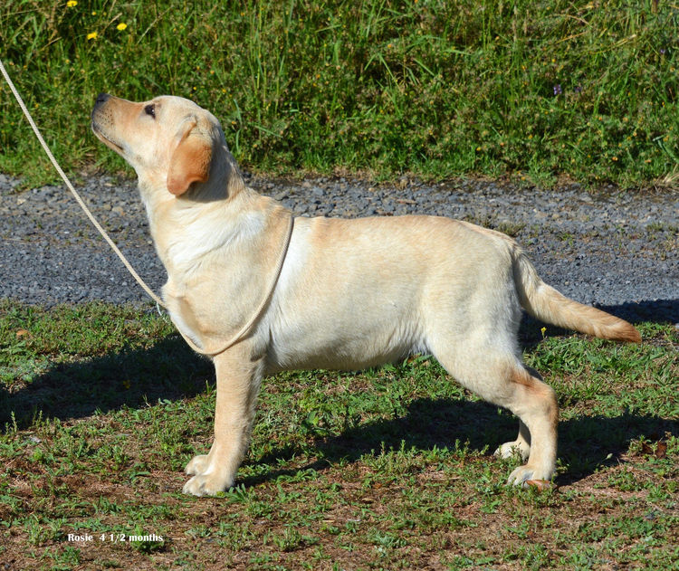 Alunaheart Labradors (ANKC Registered DogsWest 6100068994)
