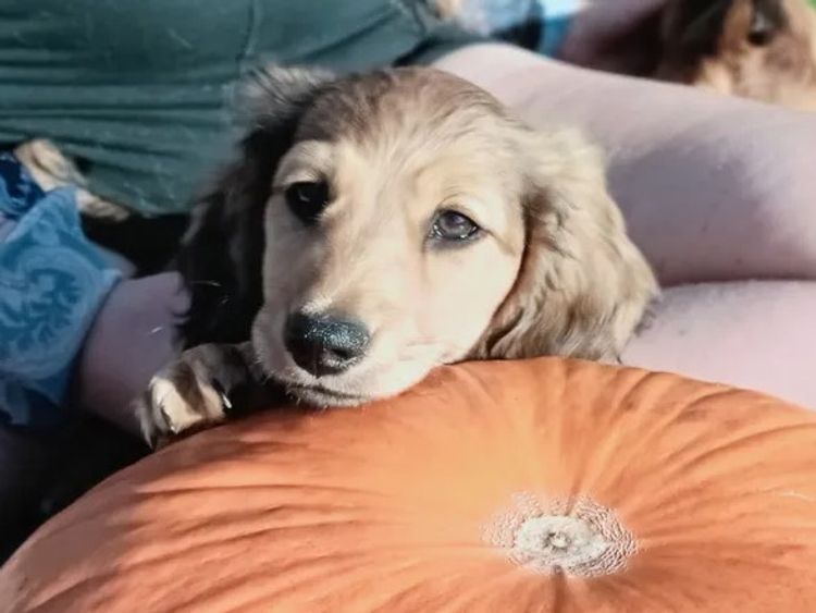 Dog Tails Avalon