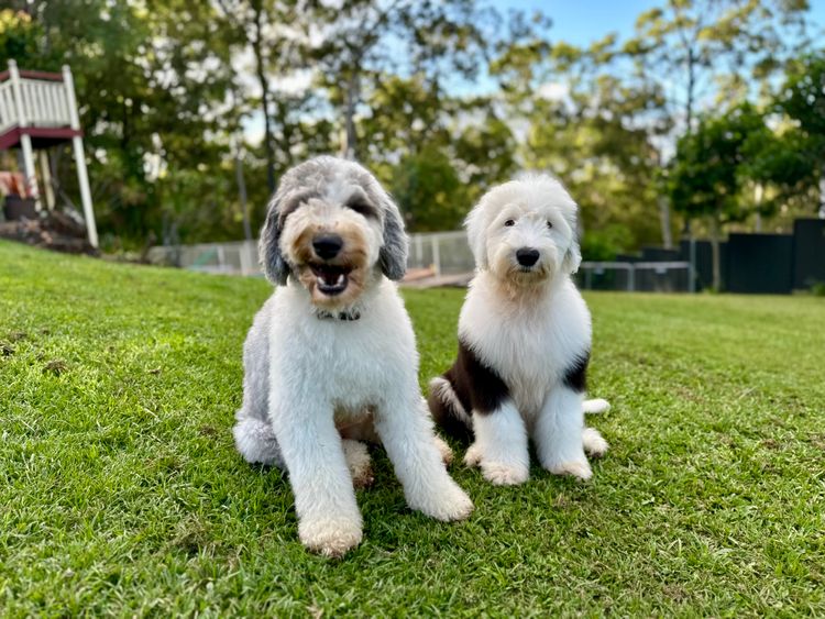 Bertana Sheepadoodles