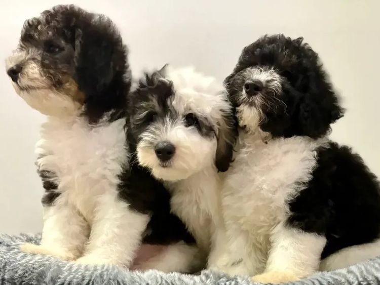 Bertana Sheepadoodles