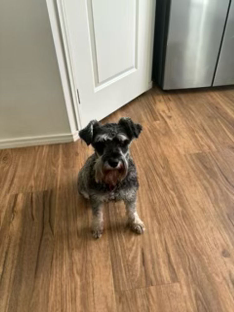 Marsagan Miniature Schnauzers