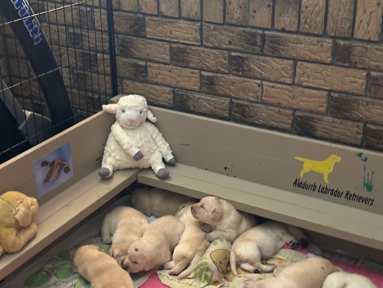 Sandra Aladorrb Labrador Retrievers (ANKC/Dogs QLD)