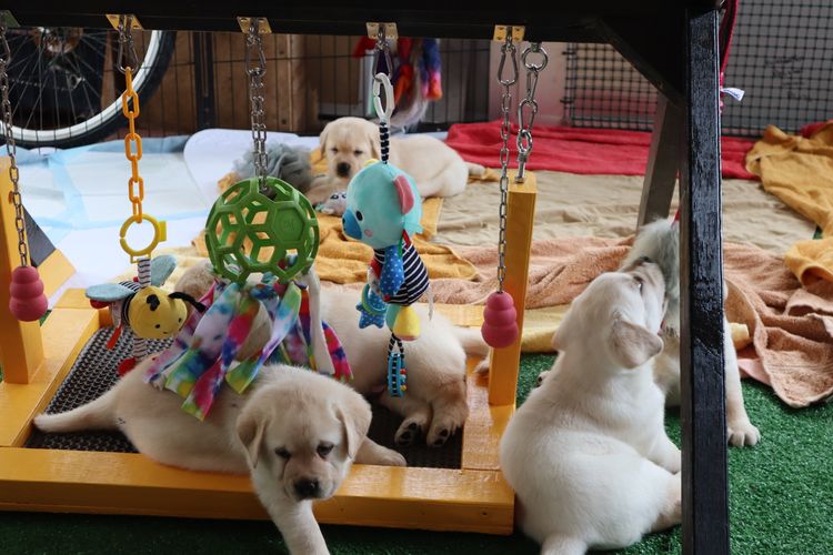 Sandra Aladorrb Labrador Retrievers (ANKC/Dogs QLD)