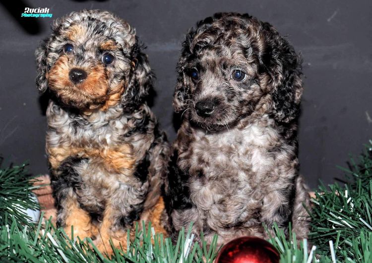 Country Cavoodles SA