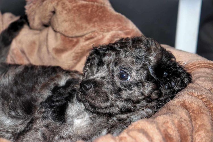 Country Cavoodles SA