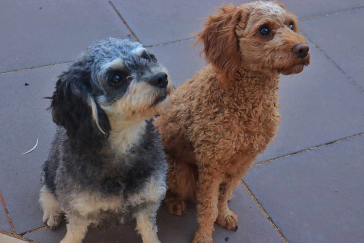 Country Cavoodles SA