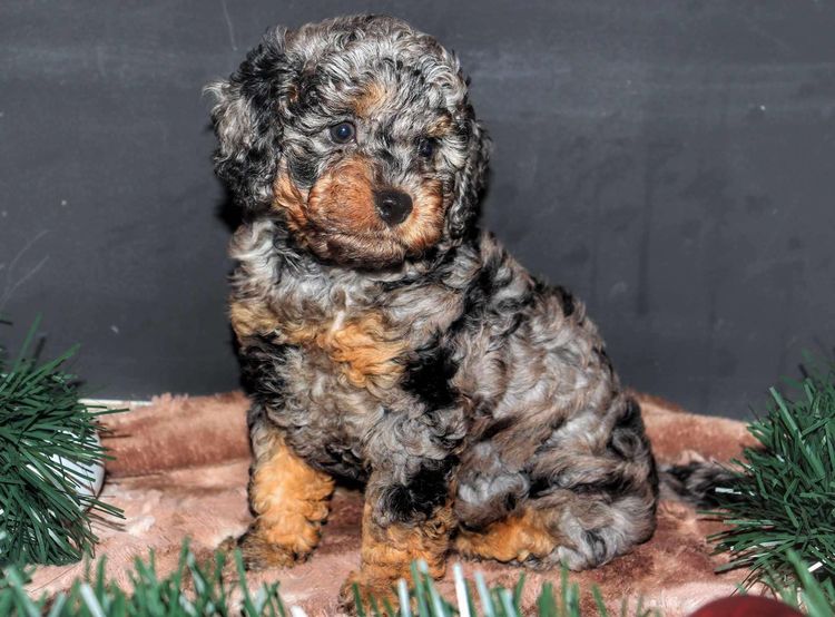 Country Cavoodles SA