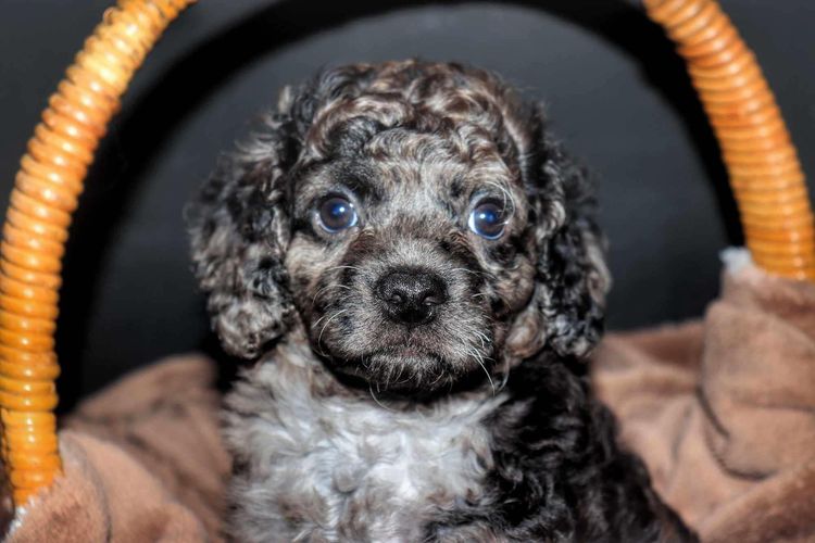 Country Cavoodles SA