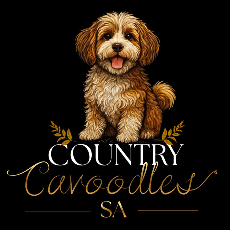 Country Cavoodles SA