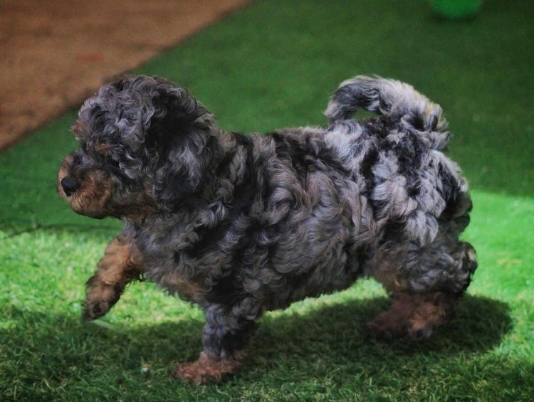 Country Cavoodles SA