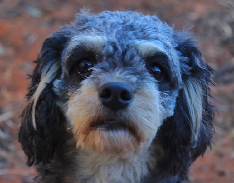Country Cavoodles SA