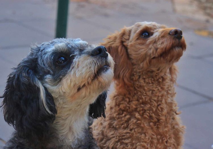 Country Cavoodles SA