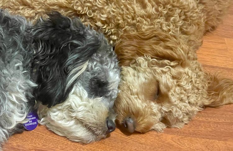 Country Cavoodles SA